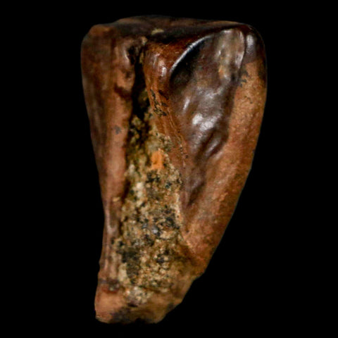 XL 0.9" Triceratops Fossil Tooth Hell Creek FM Cretaceous Dinosaur MT COA, Display
