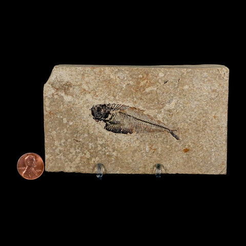 2.4" Diplomystus Dentatus Fossil Fish Green River FM WY Eocene Age COA, Stand