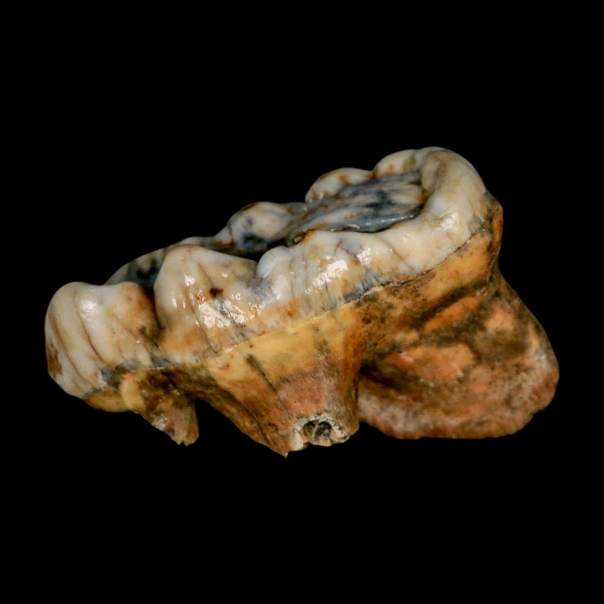 1.9" Extinct Cave Bear Ursus Spelaeus Molar Tooth Rooted Pleistocene Age COA - Fossil Age Minerals