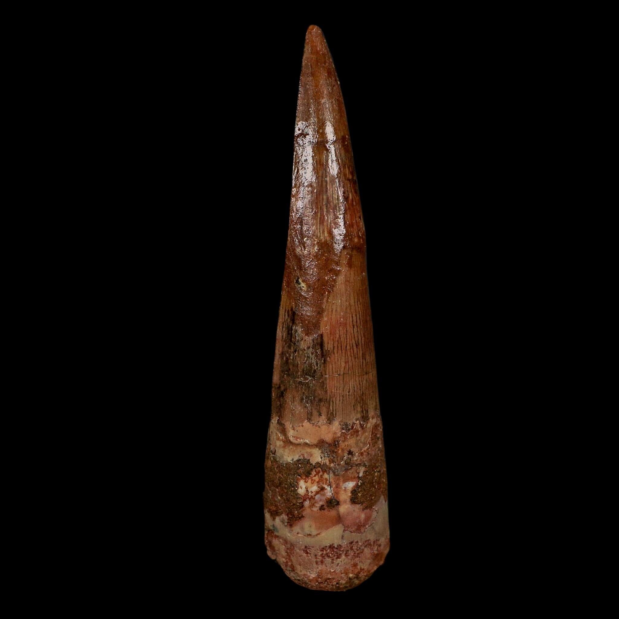 XL 3.9" Spinosaurus Fossil Tooth 100 Million Years Old Cretaceous Dinosaur COA