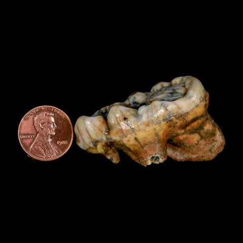 1.9" Extinct Cave Bear Ursus Spelaeus Molar Tooth Rooted Pleistocene Age COA