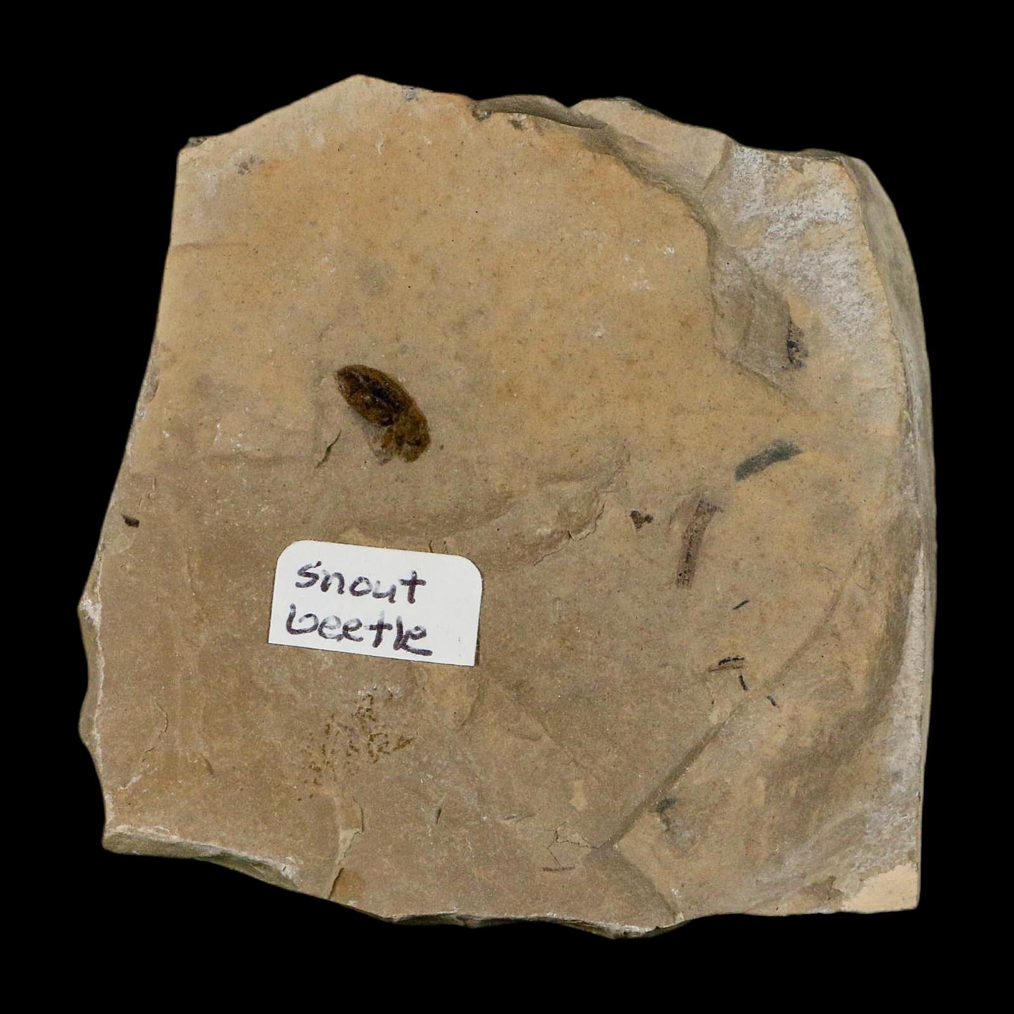 2.5" Fossil Snout Beetle Insect Green River Formation Uintah County Utah Eocene Age - Fossil Age Minerals