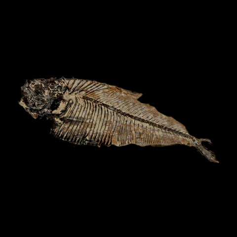 2.4" Diplomystus Dentatus Fossil Fish Green River FM WY Eocene Age COA, Stand