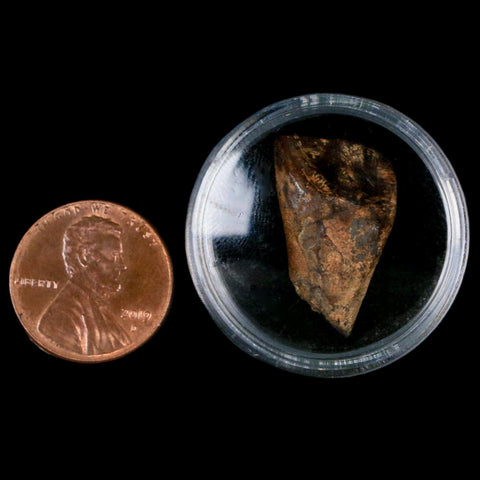 XL 0.9" Triceratops Fossil Tooth Hell Creek FM Cretaceous Dinosaur MT COA, Display