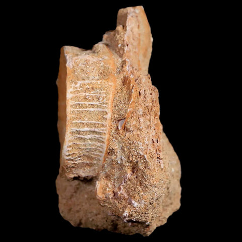 41MM Otodus Obliquus Shark Vertebrae Fossil Bone In Matrix Morocco COA - Fossil Age Minerals