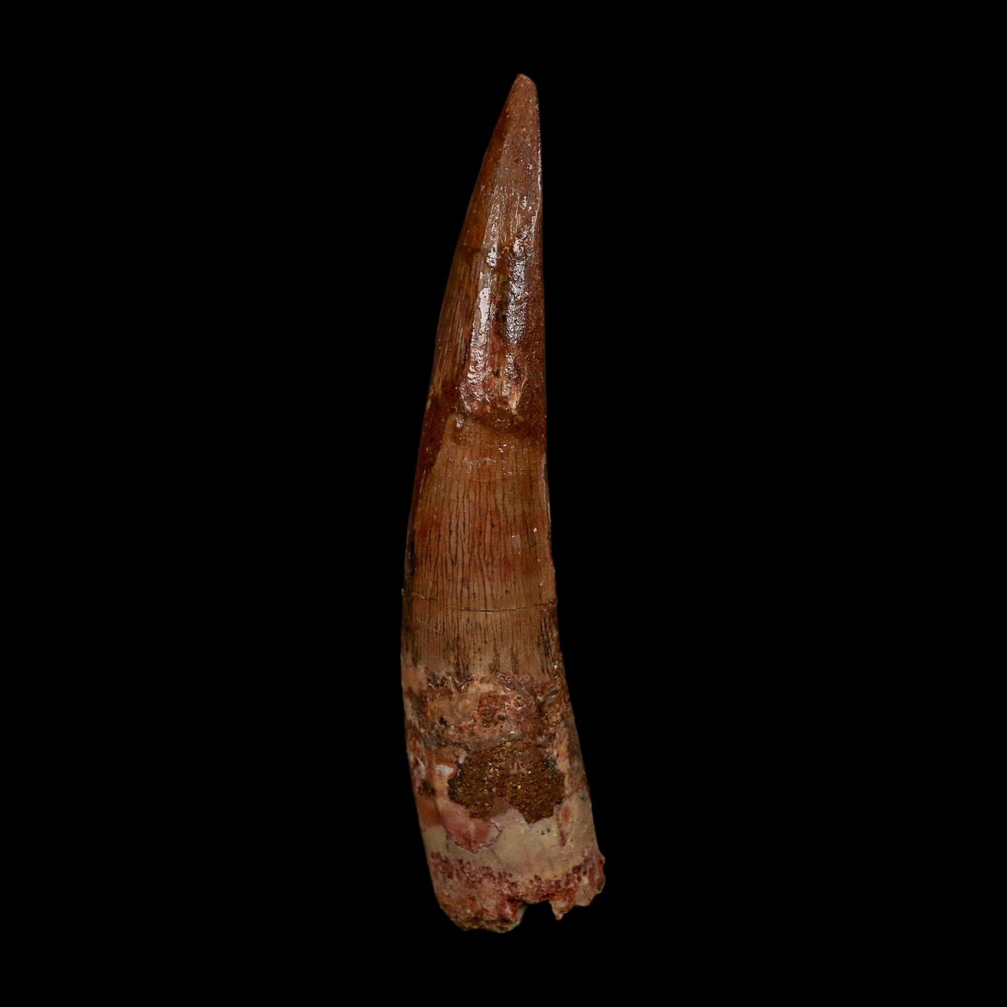 XL 3.9" Spinosaurus Fossil Tooth 100 Million Years Old Cretaceous Dinosaur COA