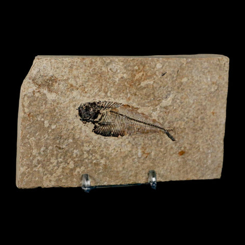 2.4" Diplomystus Dentatus Fossil Fish Green River FM WY Eocene Age COA, Stand