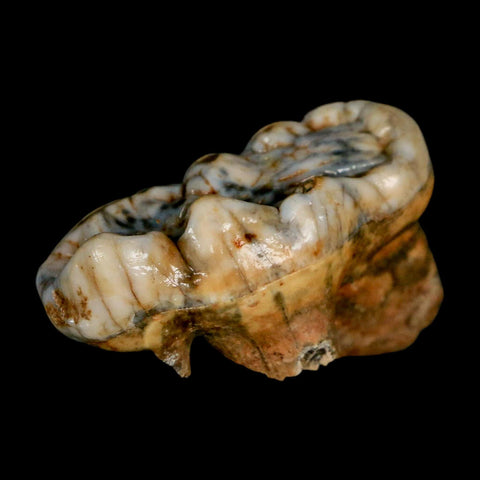 1.9" Extinct Cave Bear Ursus Spelaeus Molar Tooth Rooted Pleistocene Age COA