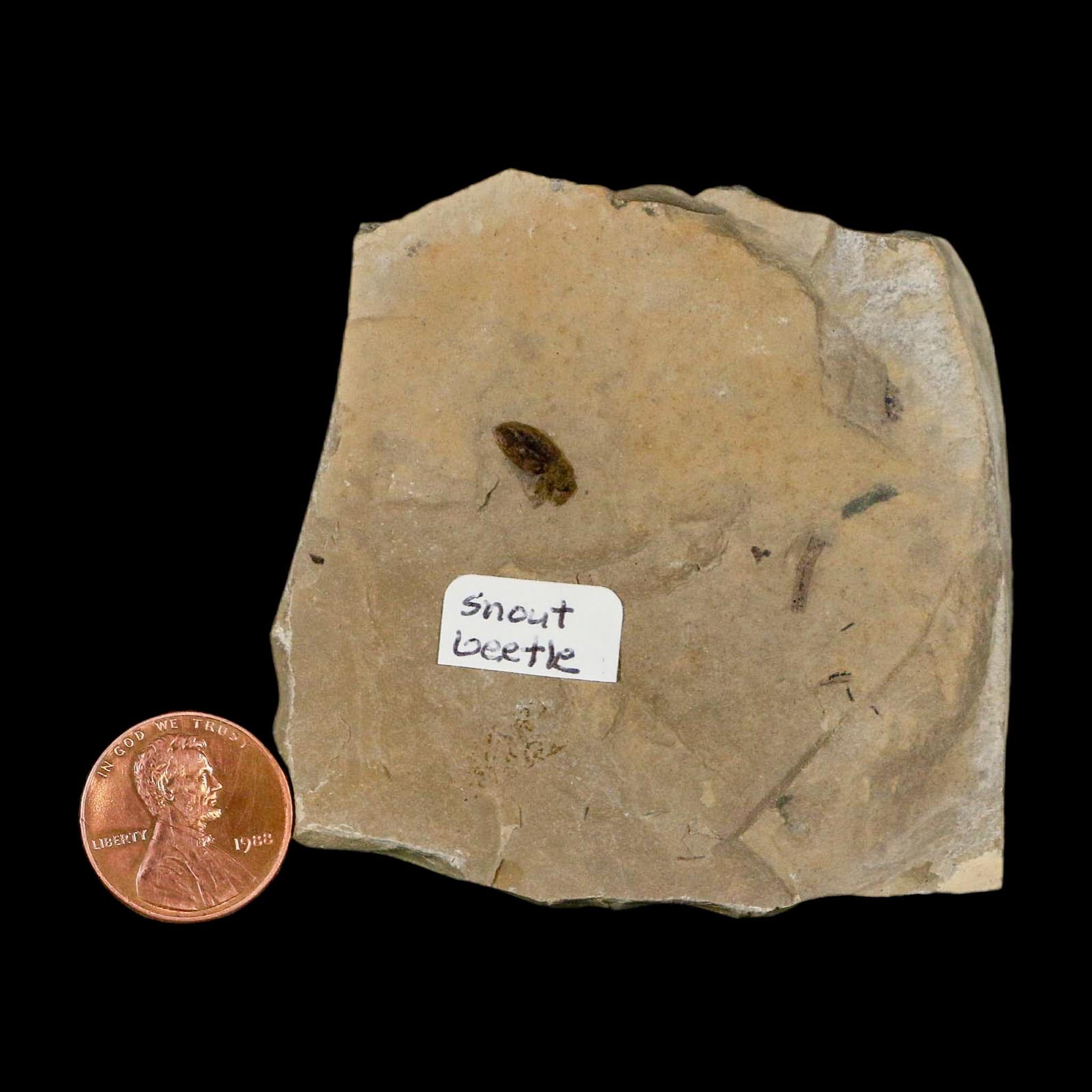 2.5" Fossil Snout Beetle Insect Green River Formation Uintah County Utah Eocene Age - Fossil Age Minerals