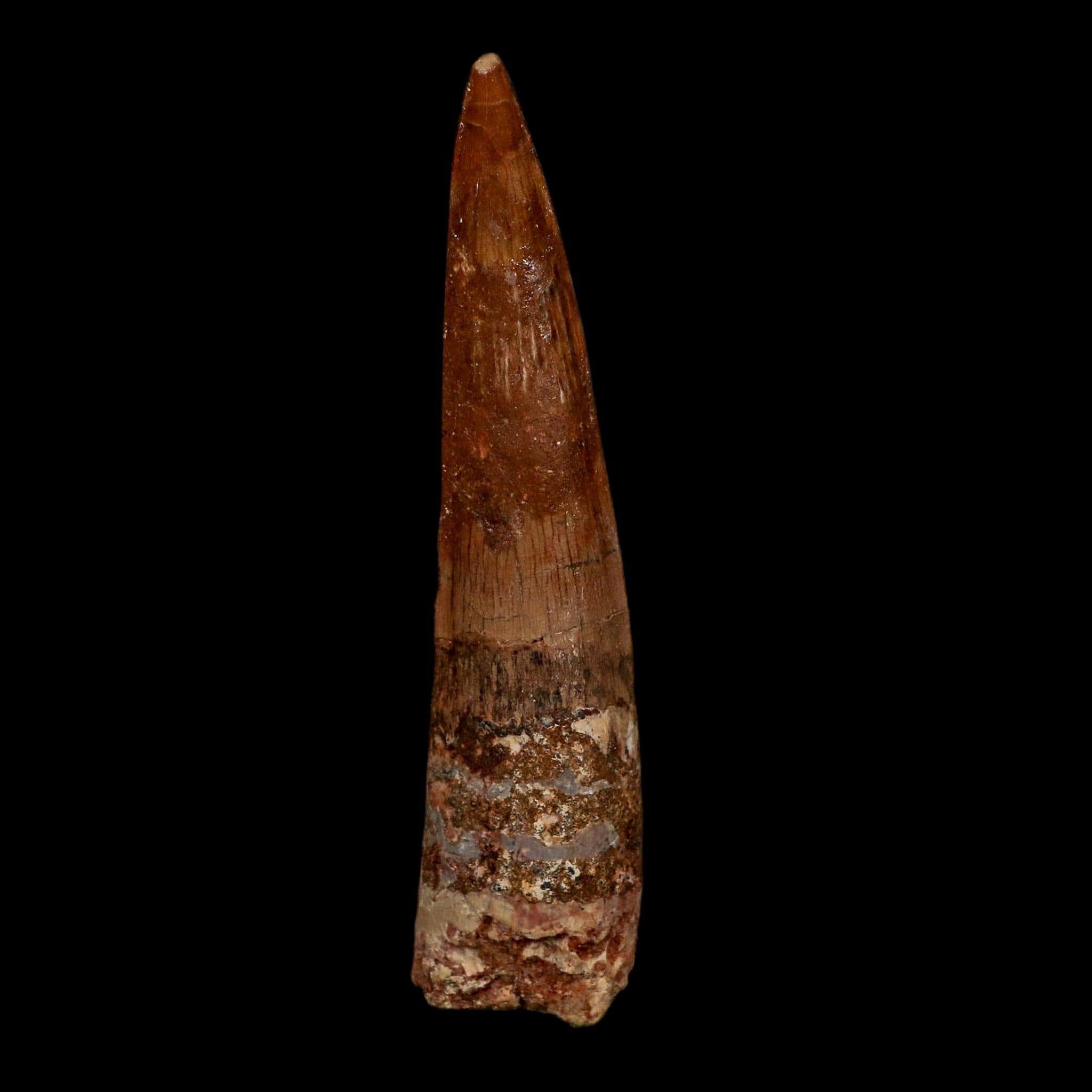 XL 3.9" Spinosaurus Fossil Tooth 100 Million Years Old Cretaceous Dinosaur COA