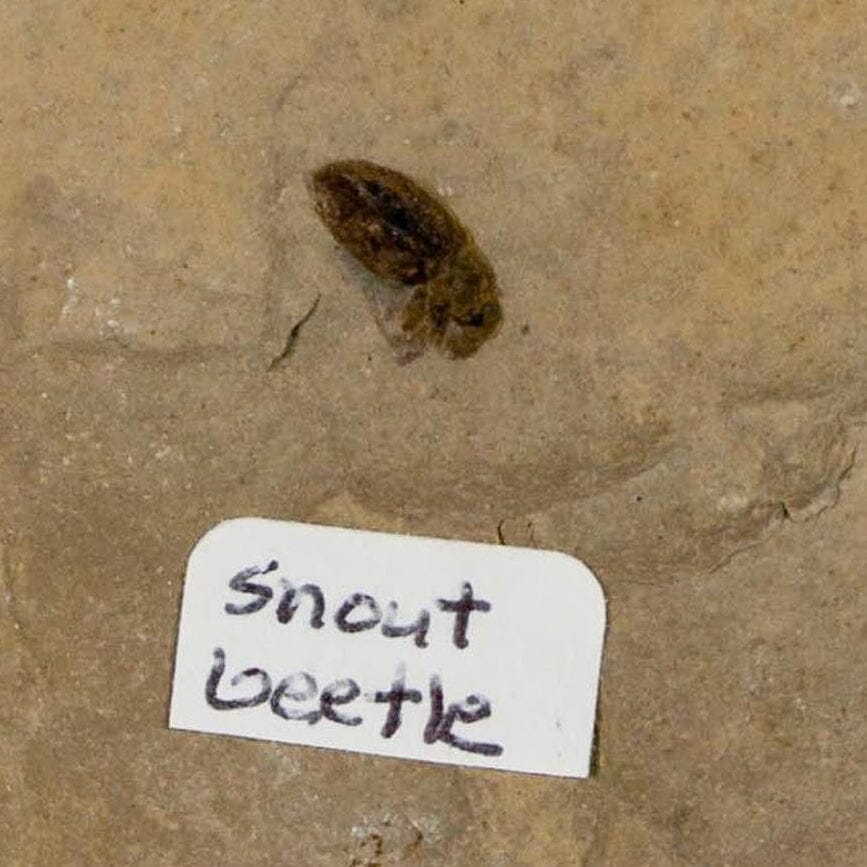 2.5" Fossil Snout Beetle Insect Green River Formation Uintah County Utah Eocene Age - Fossil Age Minerals