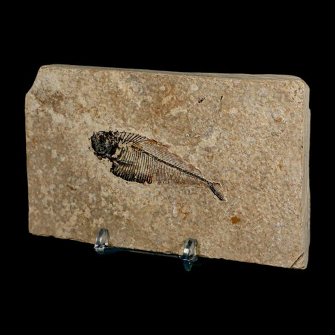 2.4" Diplomystus Dentatus Fossil Fish Green River FM WY Eocene Age COA, Stand