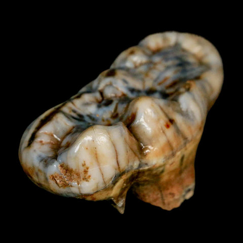 1.9" Extinct Cave Bear Ursus Spelaeus Molar Tooth Rooted Pleistocene Age COA