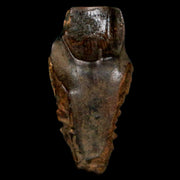 XL 1.2" Triceratops Fossil Tooth Hell Creek FM Cretaceous Dinosaur MT COA, Display