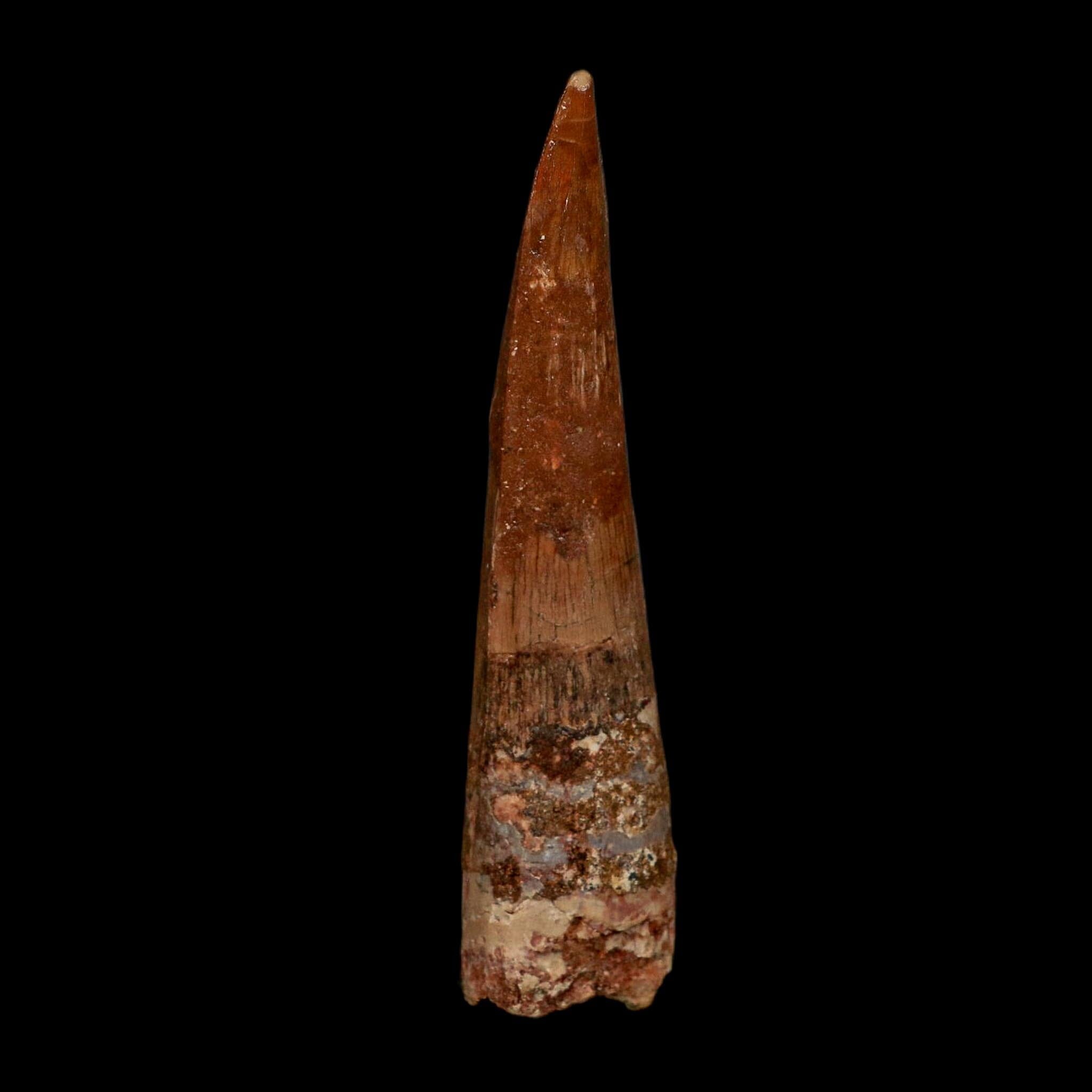 XL 3.9" Spinosaurus Fossil Tooth 100 Million Years Old Cretaceous Dinosaur COA