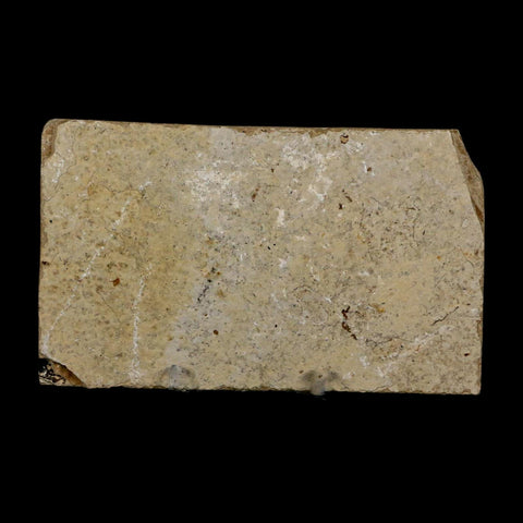 2.4" Diplomystus Dentatus Fossil Fish Green River FM WY Eocene Age COA, Stand