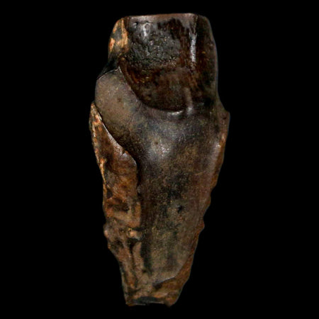 XL 1.2" Triceratops Fossil Tooth Hell Creek FM Cretaceous Dinosaur MT COA, Display