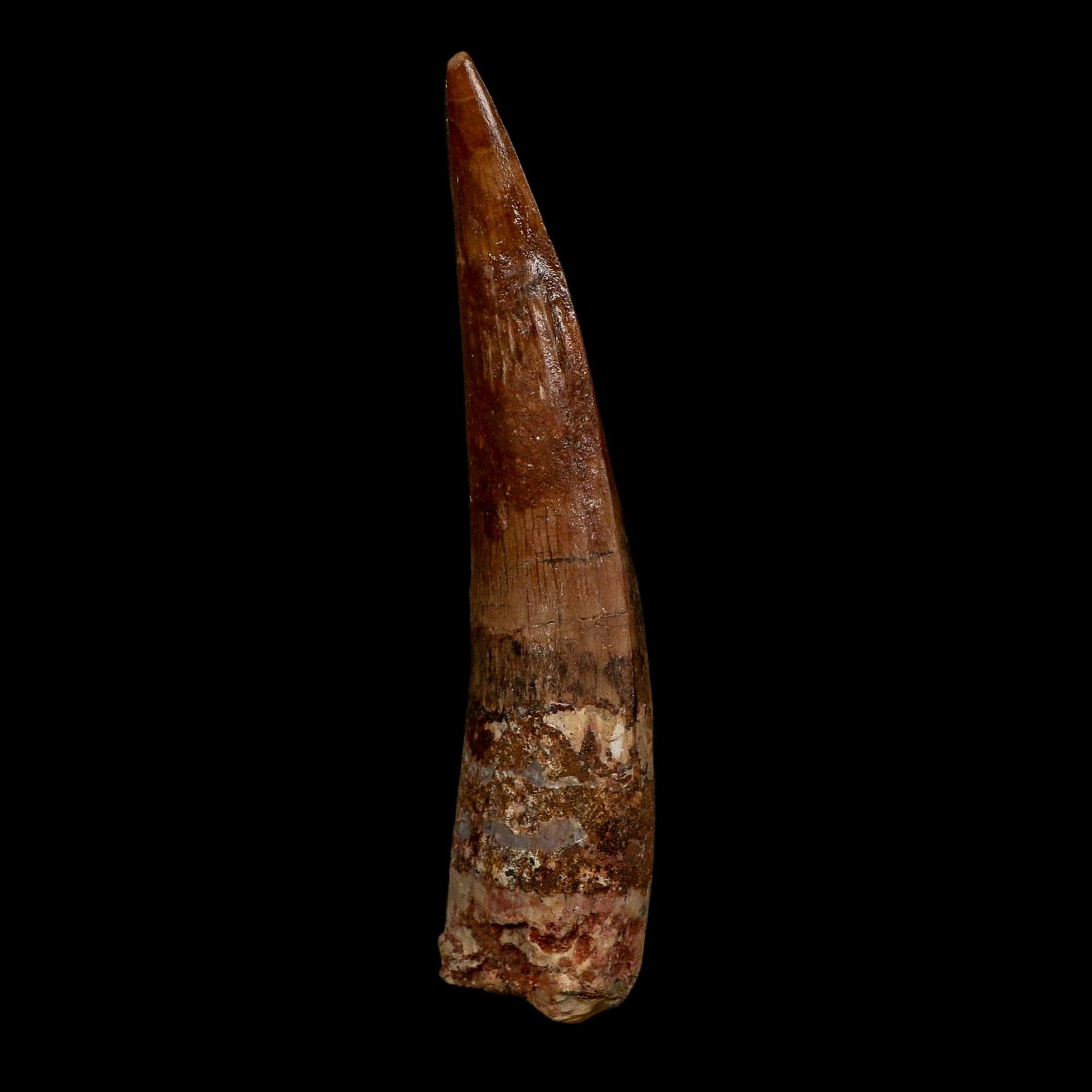 XL 3.9" Spinosaurus Fossil Tooth 100 Million Years Old Cretaceous Dinosaur COA