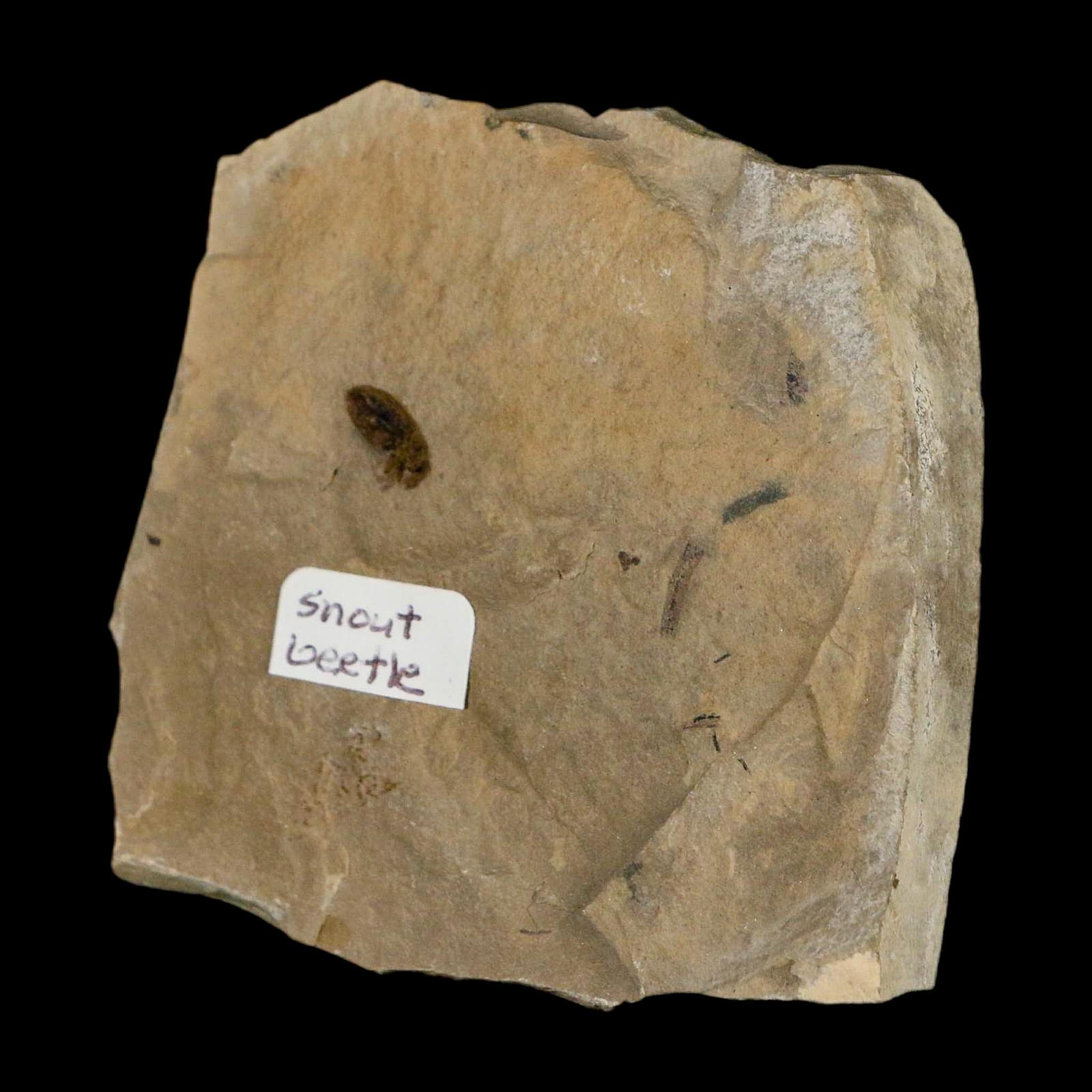 2.5" Fossil Snout Beetle Insect Green River Formation Uintah County Utah Eocene Age - Fossil Age Minerals