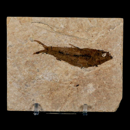 2.5" Knightia Eocaena Fossil Fish Green River FM Wyoming Eocene Age COA & Stand