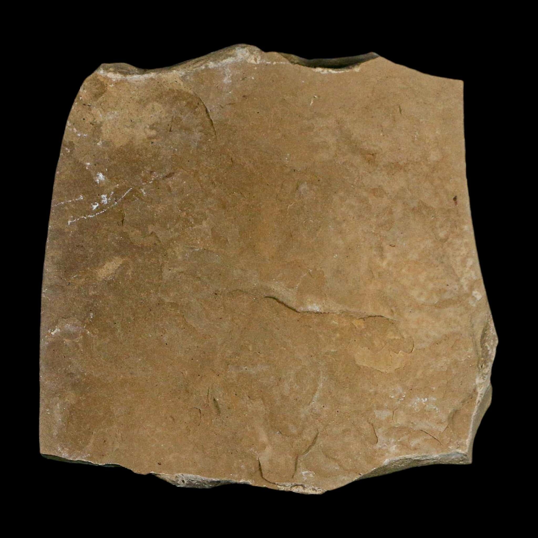 2.5" Fossil Snout Beetle Insect Green River Formation Uintah County Utah Eocene Age - Fossil Age Minerals