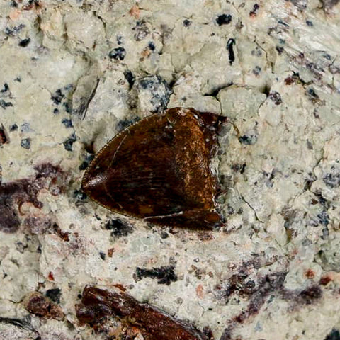 3 Three Phytosaur Fossil Teeth In Matrix Late Triassic Age Archosaur Chinle FM, AZ COA - Fossil Age Minerals