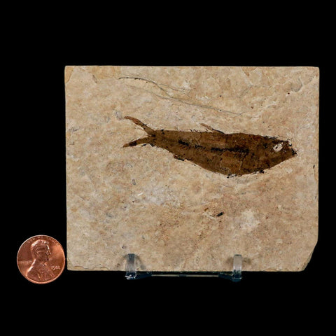 2.5" Knightia Eocaena Fossil Fish Green River FM Wyoming Eocene Age COA & Stand