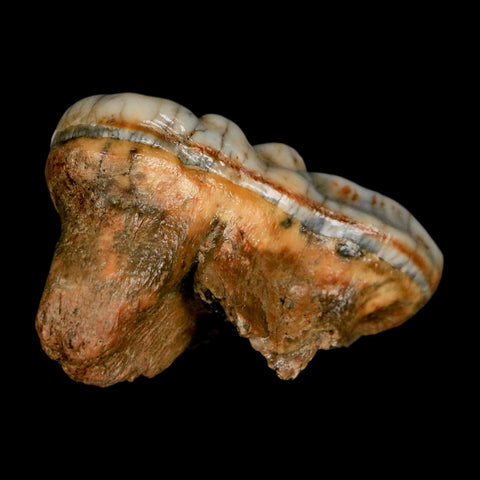 1.9" Extinct Cave Bear Ursus Spelaeus Molar Tooth Rooted Pleistocene Age COA