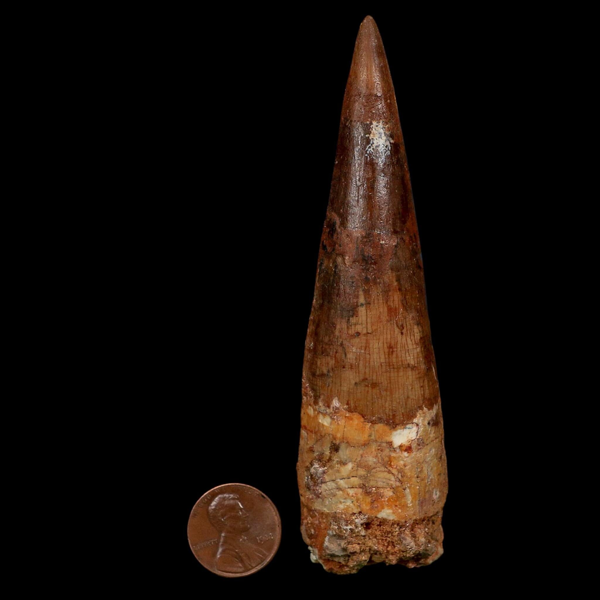 XL 4.3" Spinosaurus Fossil Tooth 100 Million Years Old Cretaceous Dinosaur COA