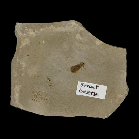 2.5" Fossil Snout Beetle Insect Green River Formation Uintah County Utah Eocene Age