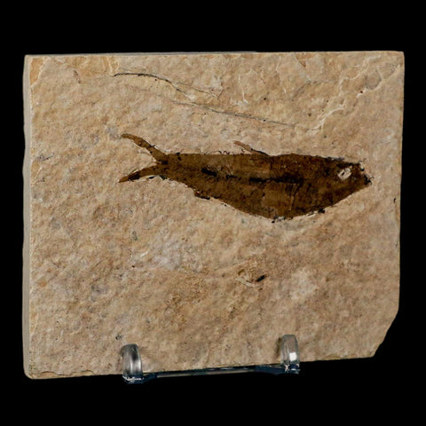 2.5" Knightia Eocaena Fossil Fish Green River FM Wyoming Eocene Age COA & Stand