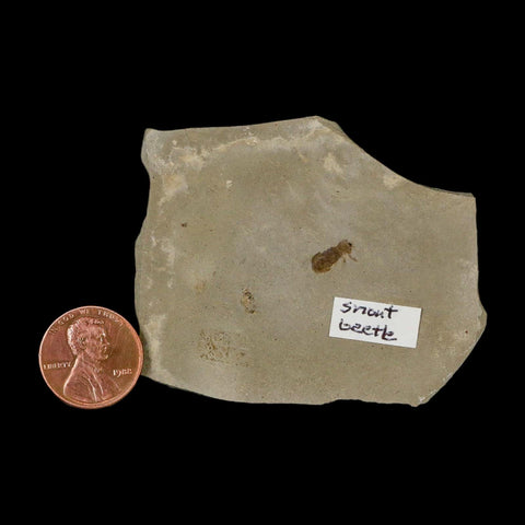 2.5" Fossil Snout Beetle Insect Green River Formation Uintah County Utah Eocene Age - Fossil Age Minerals
