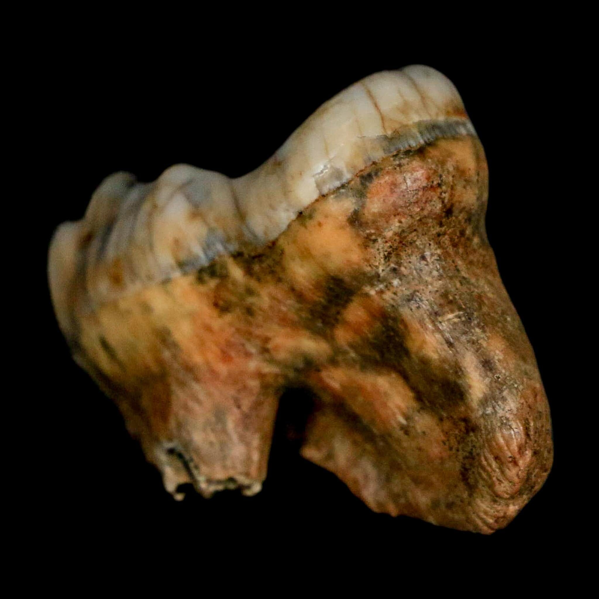 1.9" Extinct Cave Bear Ursus Spelaeus Molar Tooth Rooted Pleistocene Age COA - Fossil Age Minerals