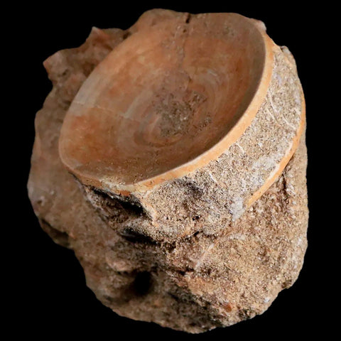 47MM Otodus Obliquus Shark Vertebrae Fossil Bone In Matrix Morocco COA - Fossil Age Minerals