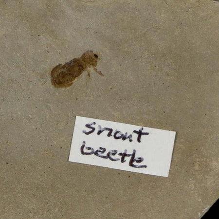 2.5" Fossil Snout Beetle Insect Green River Formation Uintah County Utah Eocene Age