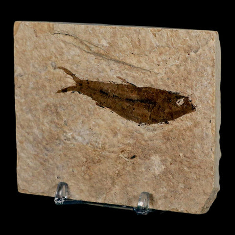 2.5" Knightia Eocaena Fossil Fish Green River FM Wyoming Eocene Age COA & Stand