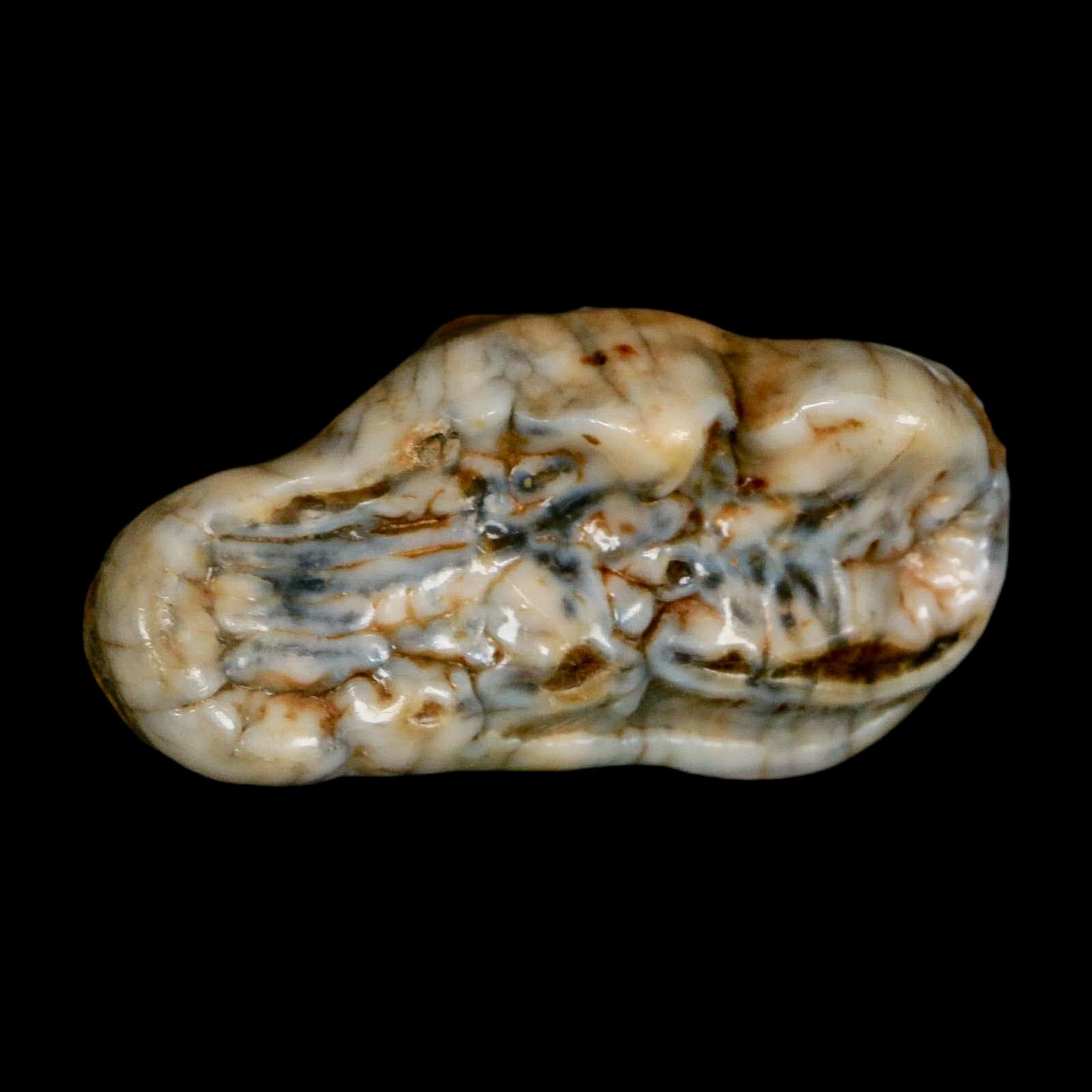 1.9" Extinct Cave Bear Ursus Spelaeus Molar Tooth Rooted Pleistocene Age COA - Fossil Age Minerals