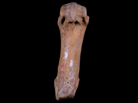 2.8" Extinct Cave Bear Ursus Spelaeus Hand Paw Bone Pleistocene Age Romania COA - Fossil Age Minerals