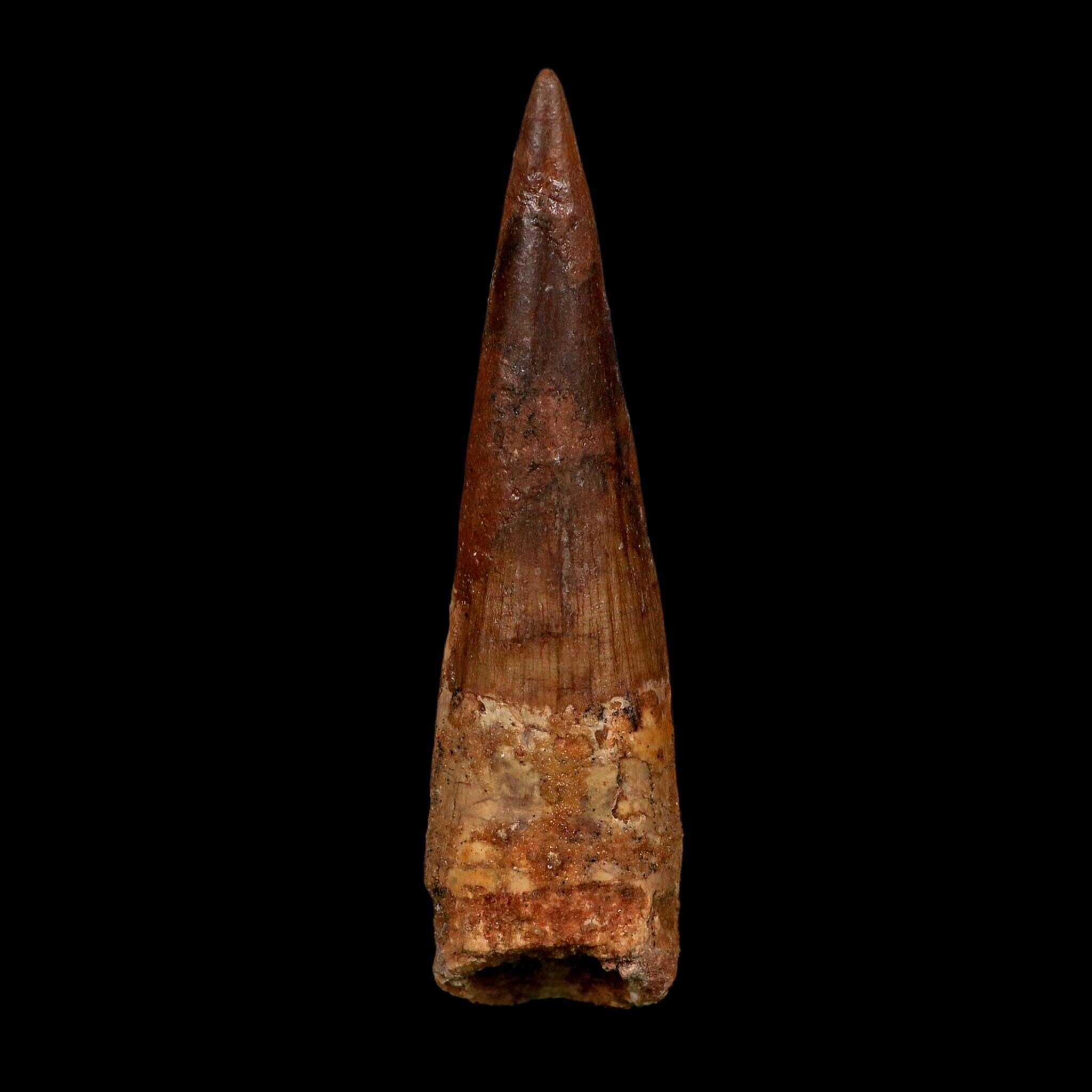 XL 4.3" Spinosaurus Fossil Tooth 100 Million Years Old Cretaceous Dinosaur COA