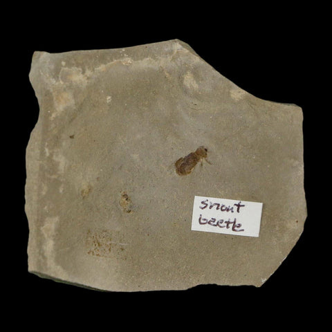 2.5" Fossil Snout Beetle Insect Green River Formation Uintah County Utah Eocene Age - Fossil Age Minerals
