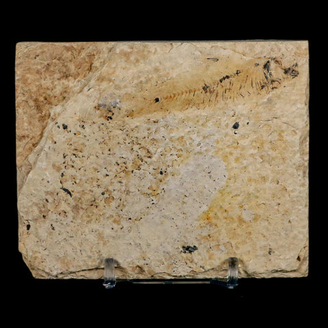 2.5" Knightia Eocaena Fossil Fish Green River FM Wyoming Eocene Age COA & Stand