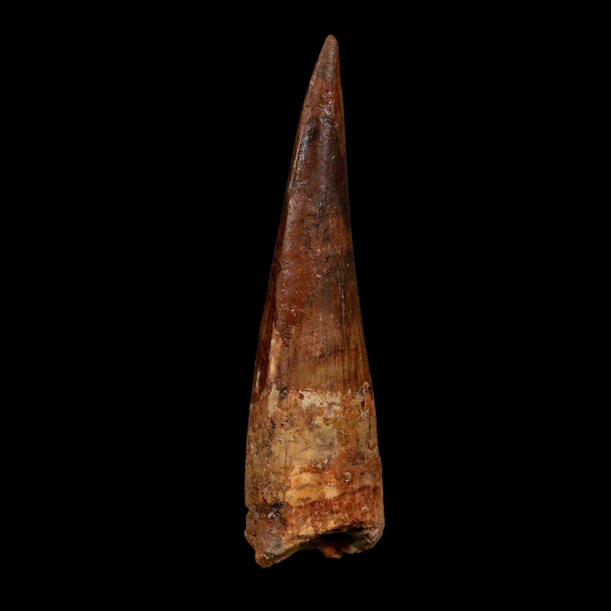 XL 4.3" Spinosaurus Fossil Tooth 100 Million Years Old Cretaceous Dinosaur COA