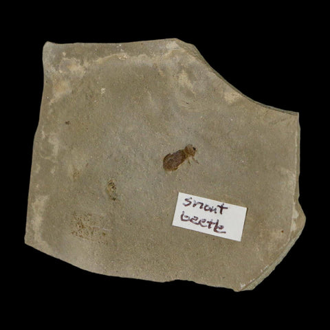 2.5" Fossil Snout Beetle Insect Green River Formation Uintah County Utah Eocene Age - Fossil Age Minerals