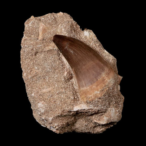 1.6" Mosasaur Prognathodon Fossil Tooth In Matrix Cretaceous Dinosaur Era COA - Fossil Age Minerals