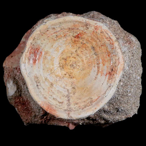 47MM Otodus Obliquus Shark Vertebrae Fossil Bone In Matrix Morocco COA - Fossil Age Minerals