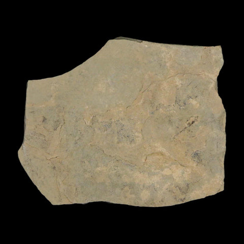 2.5" Fossil Snout Beetle Insect Green River Formation Uintah County Utah Eocene Age - Fossil Age Minerals