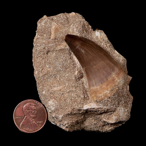 1.6" Mosasaur Prognathodon Fossil Tooth In Matrix Cretaceous Dinosaur Era COA - Fossil Age Minerals