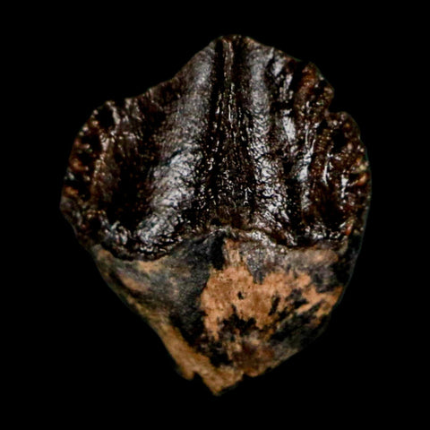 0.4" Triceratops Fossil Crown Tooth Hell Creek FM Cretaceous Dinosaur MT COA