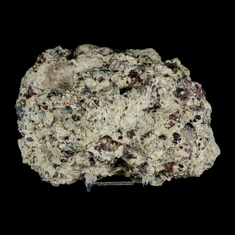 3 Three Phytosaur Fossil Teeth In Matrix Late Triassic Age Archosaur Chinle FM, AZ COA - Fossil Age Minerals