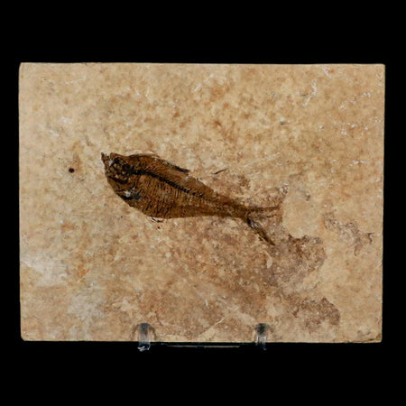 2.6" Diplomystus Dentatus Fossil Fish Green River FM WY Eocene Age COA, Stand